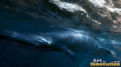 A long blue whale cruises just under dark ocean water topped with white foam bubbles