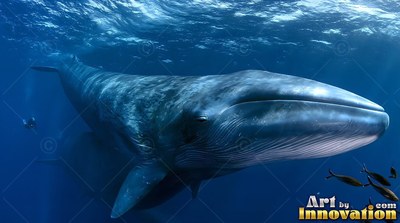 Mottled blue skin covers a blue whale gliding through sunlit deep water