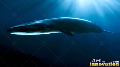 In dark blue sea, a large whale swims under sunlight from above