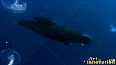 Dark gray skin on a sperm whale swimming through dark blue water near jellyfish