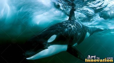 Swimming beneath the surface, a black and white killer whale glides through turquoise water