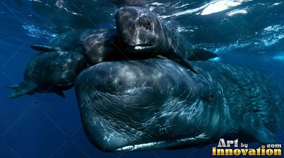 Swimming near the surface, a dark sperm whale rests with three smaller calves in blue the ocean