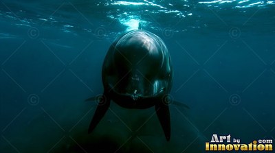Swimming forward just under the water surface, a dark whale faces ahead in deep blue ocean