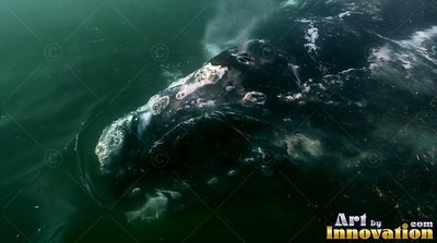 A dark right whale surfaces in murky green water with white patches on its head