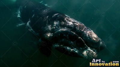 In dark green water, a right whale swims forward with pale patches on its skin