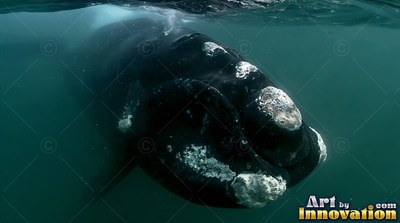 Swimming near the surface, a black right whale has rough white patches on its head