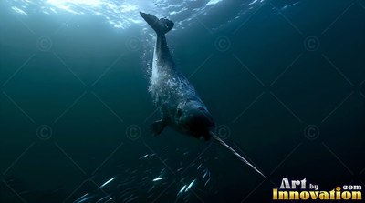 Diving headfirst, a gray narwhal swims through dark blue sea toward a school of fish