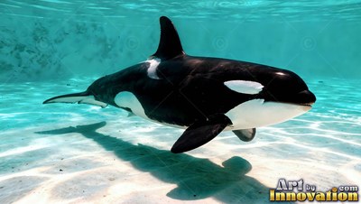 An orca swims over sandy ground while sunlight ripples across clear turquoise water