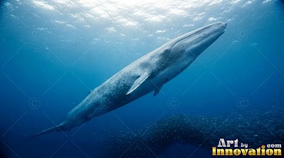 A blue whale drifts upward through sunny sea water toward the surface