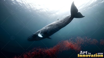 Diving down into dark water, a gray whale moves over a red swarm of krill