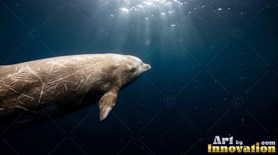 Scrat ched beaked whale cruises in dark blue water under sunlight