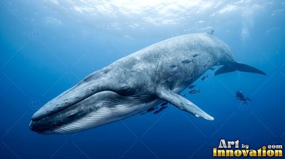 In sunlit blue water, a gray whale cruises near a small scuba diver