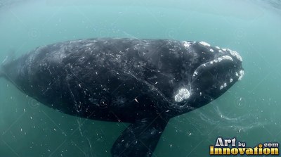 Swimming near the surface, a dark right whale cruises through murky green sea