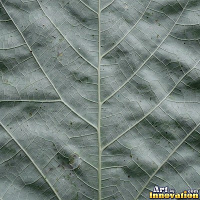 Overlapping fern fronds in dark emerald green filling the whole frame