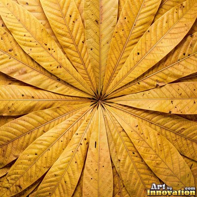 Layered tropical monstera leaves in blue green under even light