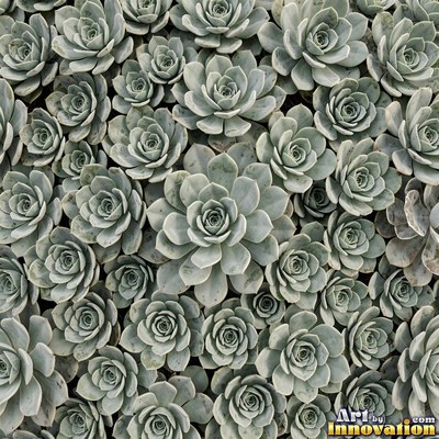 Ivy covering a wall edge to edge in olive green tones