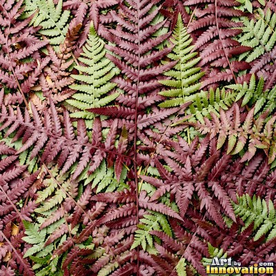 Overlapping fern fronds in dark emerald green filling the whole frame