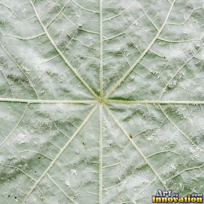Layered tropical monstera leaves in blue green under even light