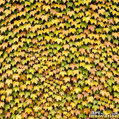 Ivy covering a wall edge to edge in olive green tones