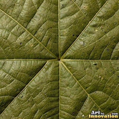Overlapping fern fronds in dark emerald green filling the whole frame