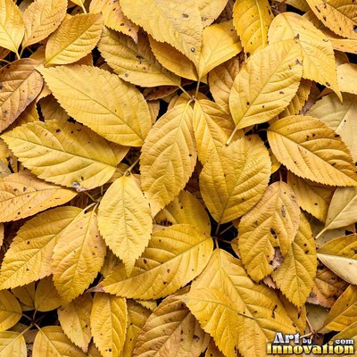 Fallen autumn leaves piled together in rust and sage tones