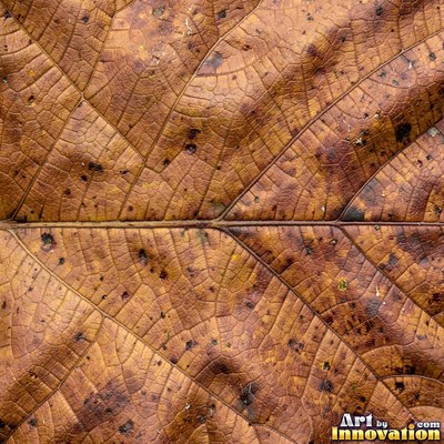 Fallen autumn leaves piled together in rust and sage tones