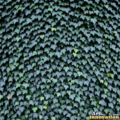 Overlapping fern fronds in dark emerald green filling the whole frame