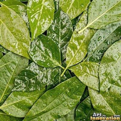 Layered tropical monstera leaves in blue green under even light