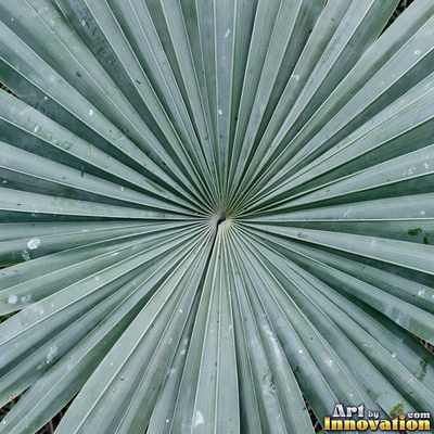 Layered tropical monstera leaves in blue green under even light