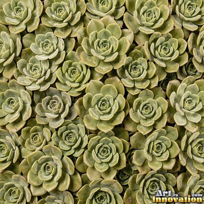 Ivy covering a wall edge to edge in olive green tones