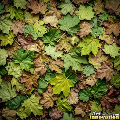 Ivy covering a wall edge to edge in olive green tones