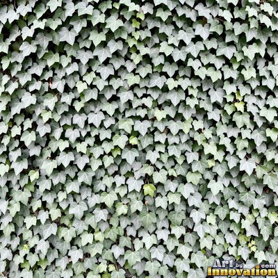 Ivy covering a wall edge to edge in olive green tones