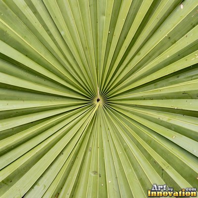Overlapping fern fronds in dark emerald green filling the whole frame