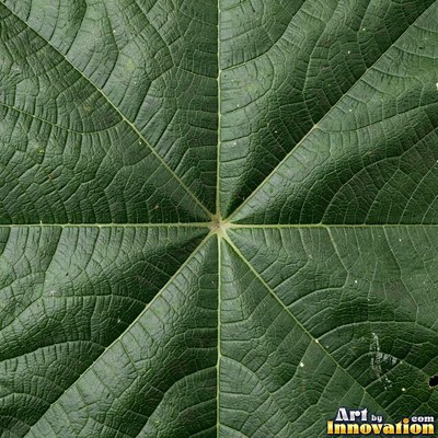 Overlapping fern fronds in dark emerald green filling the whole frame