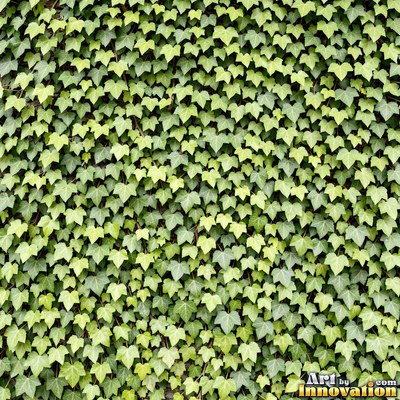 Overlapping fern fronds in dark emerald green filling the whole frame