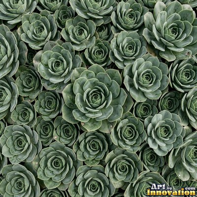 Ivy covering a wall edge to edge in olive green tones