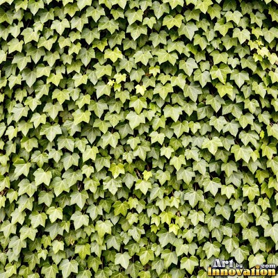 Ivy covering a wall edge to edge in olive green tones