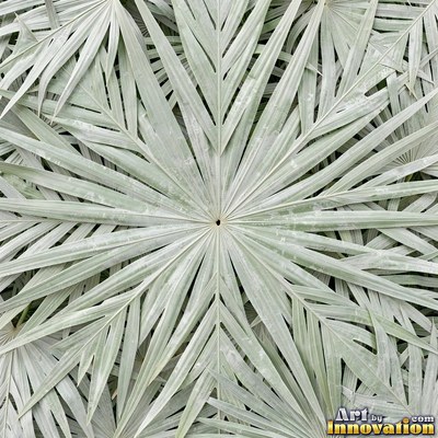 Overlapping fern fronds in dark emerald green filling the whole frame