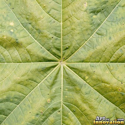 Overlapping fern fronds in dark emerald green filling the whole frame