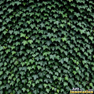 Overlapping fern fronds in dark emerald green filling the whole frame