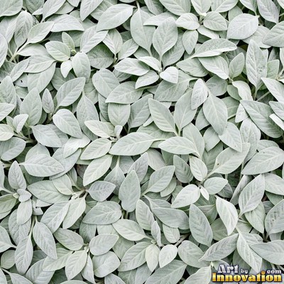 Ivy covering a wall edge to edge in olive green tones