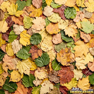 Fallen autumn leaves piled together in rust and sage tones