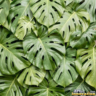 Overlapping fern fronds in dark emerald green filling the whole frame