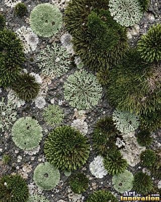 Feathery lime green moss with tiny fronds, evenly lit from the front