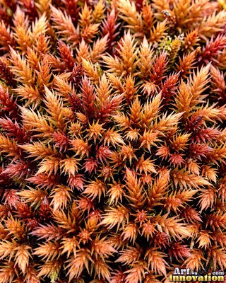 Moss with dew drops on every tip, a close natural surface texture
