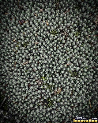 Dense cushion moss in deep forest green covering the whole frame