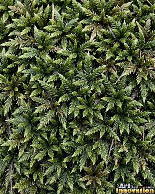 Feathery lime green moss with tiny fronds, evenly lit from the front
