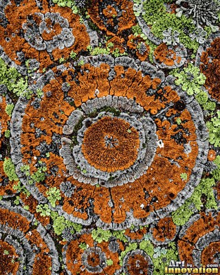 Moss with dew drops on every tip, a close natural surface texture