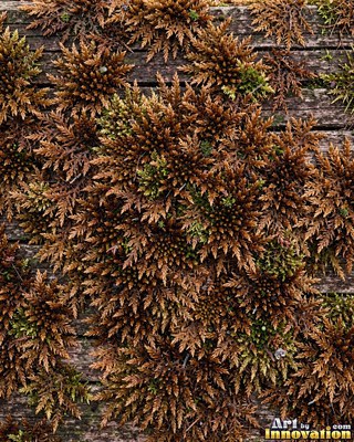 Patchwork of moss and lichen in rust brown autumn tones