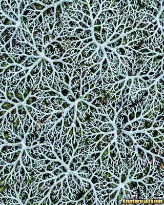 Dense cushion moss in deep forest green covering the whole frame